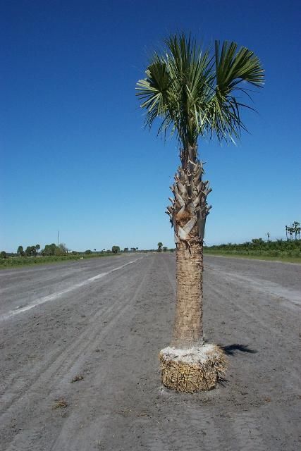 Figure 6. Florida Fancy regenerated sabal palm.