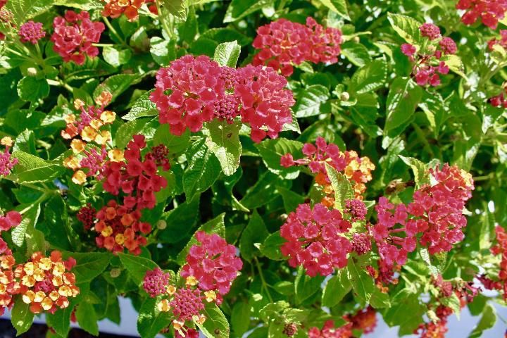 Figure 2. Flowers and inflorescences of 'Bloomify Red' lantana grown outdoors in ground beds in full sun in Florida.