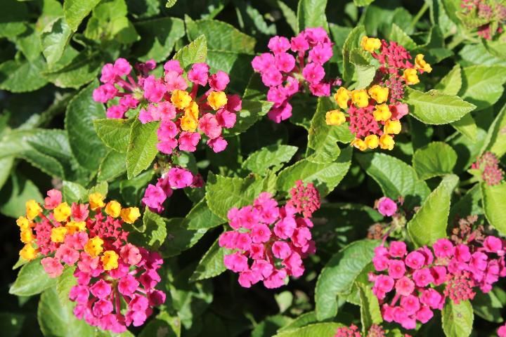 Figure 4. Flowers and inflorescences of 'Bloomify Rose' lantana grown outdoors in ground beds in full sun in Florida.