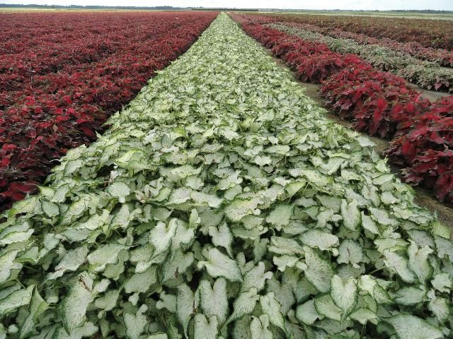 Figure 1. 'Cosmic Delight' plants (approximately 4 months old) grown in the caladium field in full sun at Lake Placid, FL for tuber production.