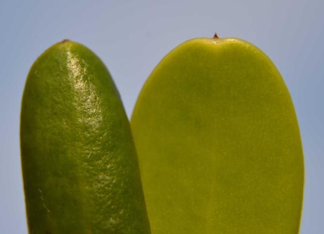 Figure 7. Left: elliptical recurved leaf with rounded apex and a broken mucro. Right: narrowly obovate leaf with a retuse apex and an intact mucro.