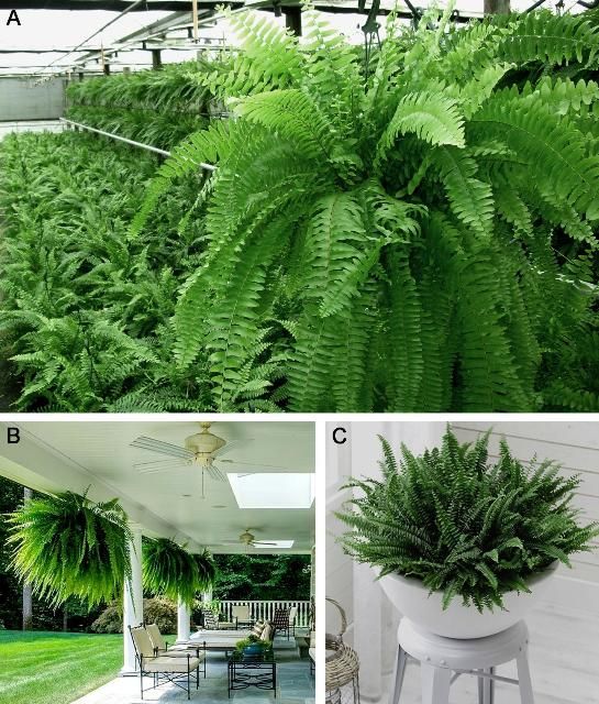Figure 1. Boston fern production and use as an indoor foliage plant; shaded greenhouse production of Boston fern as potted plants on ground and as hanging baskets.