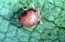Aphids (Figure 9) and aphid mummies (Figure 10).