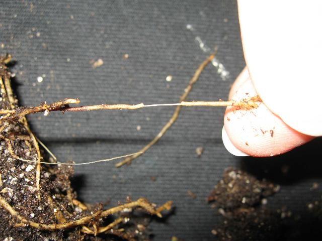 Roots exhibiting wet root rot with slipping roots.
