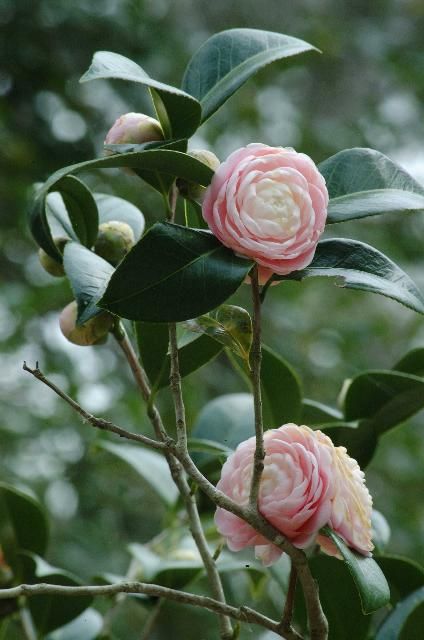 Camellia bushes with various color blooms.