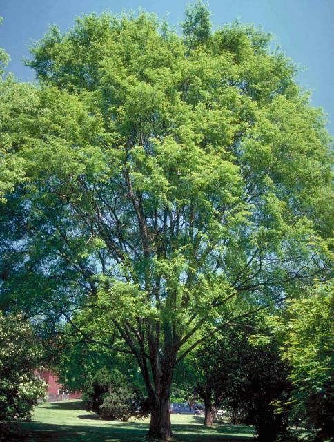 Figure 1. A middle-aged Chinese elm.