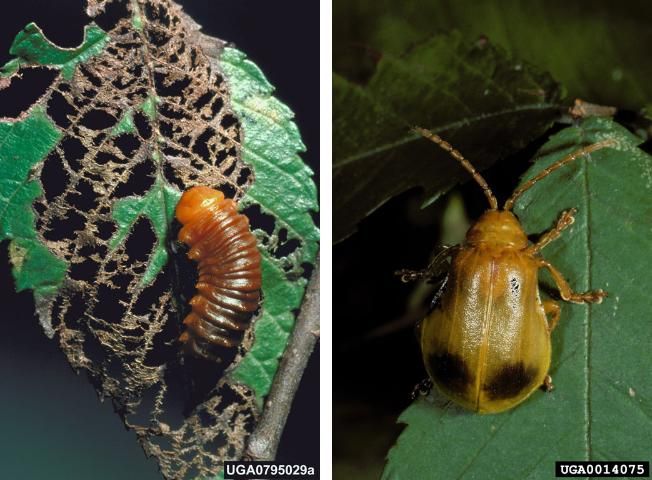 Figure 7. Larger elm leaf beetle larvae (left) and adult (right).