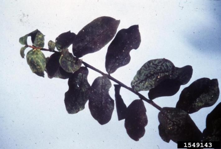 Figure 3. Sooty mold caused by aphid honeydew on crapemyrtle leaves.