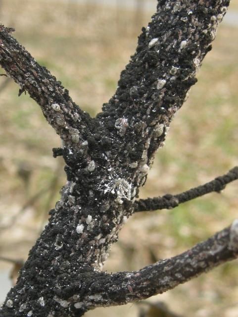Figure 5. Note the black sooty mold coating the layers of white and grey scale, believed to be crapemyrtle bark scale, Eriococcus lagerstroemige.