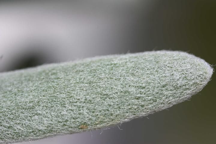 Figure 6. Leaves are densely covered with short, soft, light gray hairs.