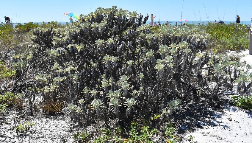 Figure 14. A plant, about three feet tall, used for beach stabilization.