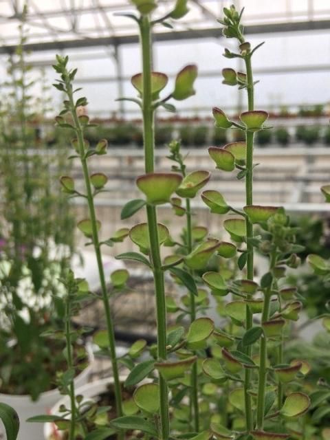 Figure 1. Seed stalks of Scutellaria integrifolia cultivated in a greenhouse in Apopka, FL. Seed stalks of Scutellaria are a distinguishable characteristic. In the field, skullcap plants are often identified by their browning seed stalks which appear spring through fall in Florida.