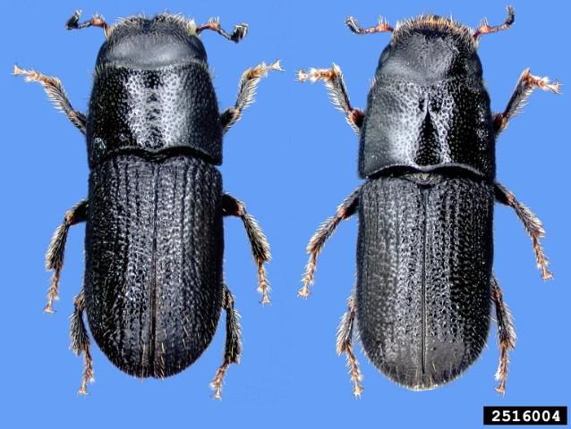 Figure 7. Adult southern pine beetles.