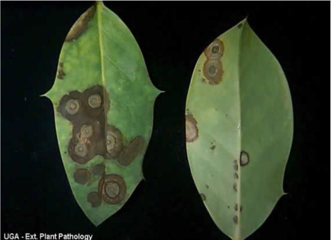 Figure 4. Cylindrocladium leaf spot symptoms on holly leaves.
