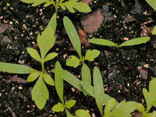 Figure 2. Bidens alba seedlings.