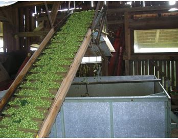 Figure 6. Picked and sorted hops at the end of the picking machine.