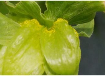 Figure 2. Bright yellow lupulin glands visible between the mature hop cone bracts.