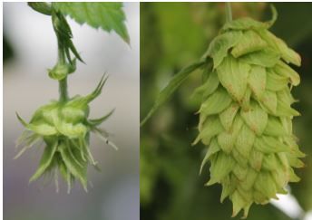Figure 1. Hop cone formation. Left: Newly formed hop burr. Right: Mature hop cone.