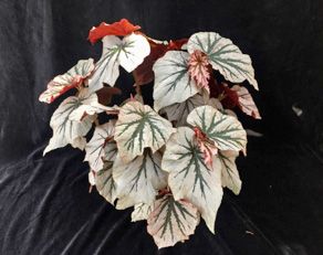 Figure 8. 'Looking Glass' begonias. Note the variation of color on the top and bottom of leaves.