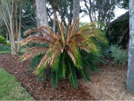 Severe manganese deficiency in sago palm. Notice the browning and yellowing of leaves. 