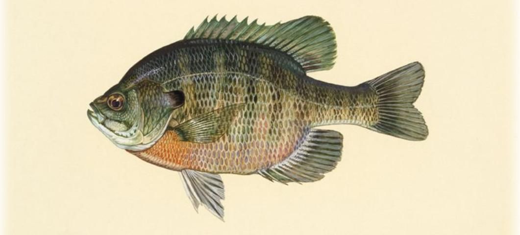 Figure 2. Bluegill provides food for largemouth bass and is a good pan fish.