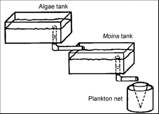 Figure 2. Tank arrangement for the separate culture of Moina and its food.