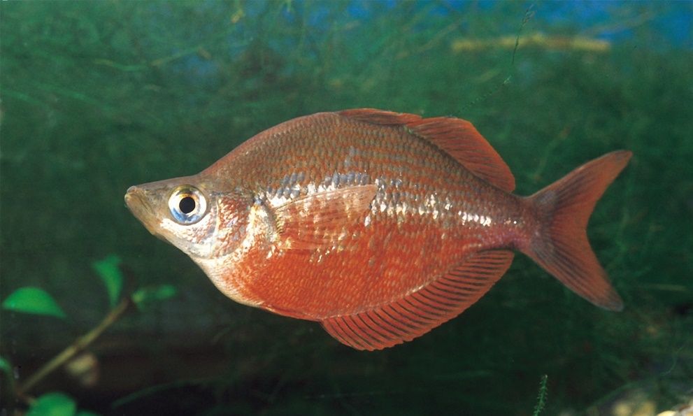 New Guinea red rainbowfish (Glossolepis incisa).
