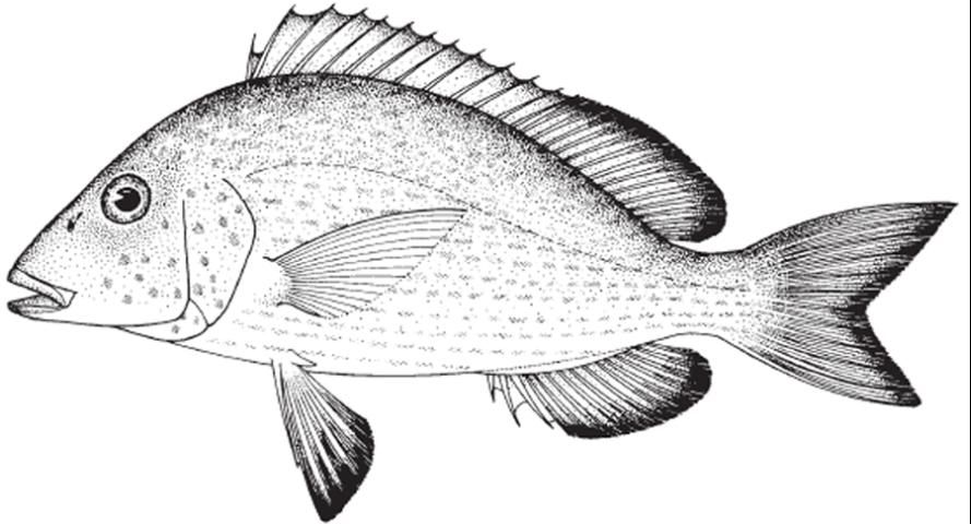 Figure 1. Pigfish, Orthopristis chrysoptera.