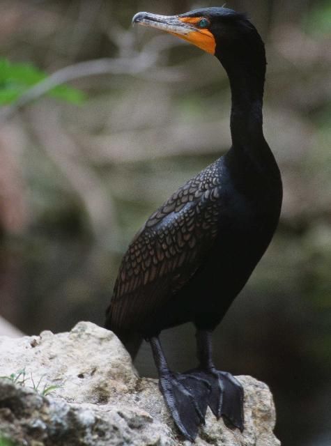 Figure 14. Double-crested cormorant (Phalacrocoraz auritus).