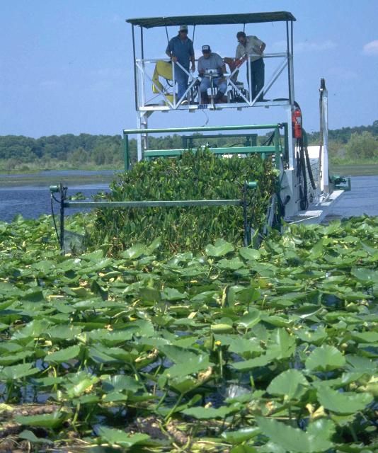 Figure 21. Harvesting floating-leaved plants in Orange Lake, Florida.
