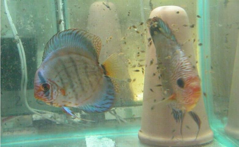 Figure 2. Discus young feed at first on the mucus secreted by their parents. (The ceramic object behind the fish in the foreground is a type of breeding cone.)