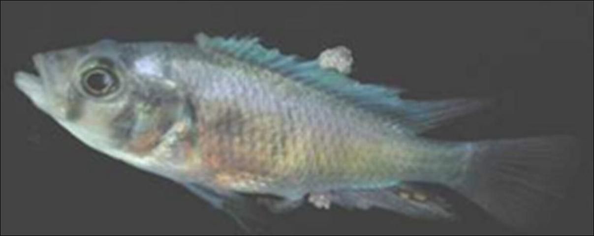 Figure 1. African cichlid with lymphocystis nodules on fins.