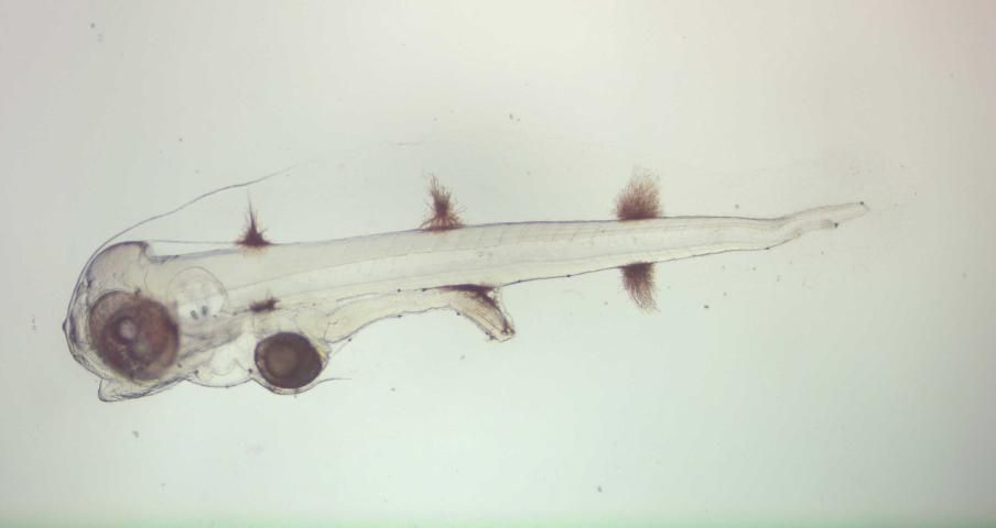 Figure 3. First feeding porkfish larvae (~2 days post hatch).