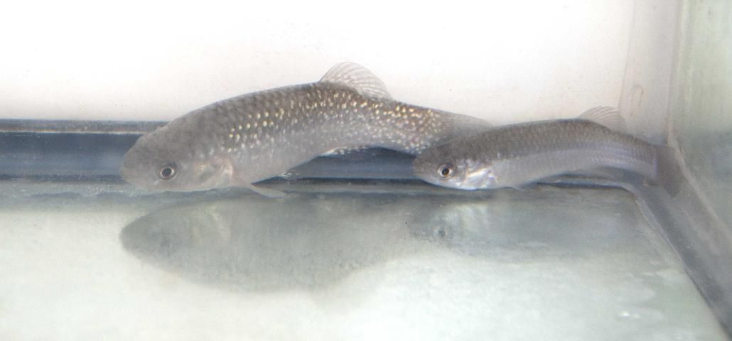 Figure 1. Male (left) and female (right) Gulf killifish, Fundulus grandis.