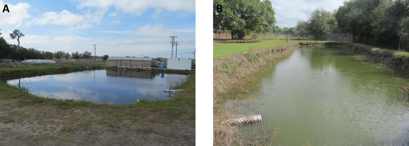 Figure 9. Detention pond (A) and retention pond (B) at a certified aquaculture facility in Hillsborough County. The detention pond discharges through a control structure to a county ditch in the background. The retention pond has no off-site effluent discharge; however, an inflow pipe from an interior ditch is seen in the foreground. The retention pond is underlain by permeable soils and receives little effluent (effluent pipe seen in foreground) from pumped ponds, making this solution feasible.