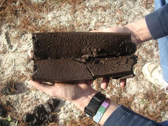 Figure 2. Mark Brenner holds a short section of a lake sediment core that was sliced lengthwise to reveal the consistency of deeper, consolidated, organic-rich mud deposits. The core was collected from Lake Lochloosa, north-central Florida.