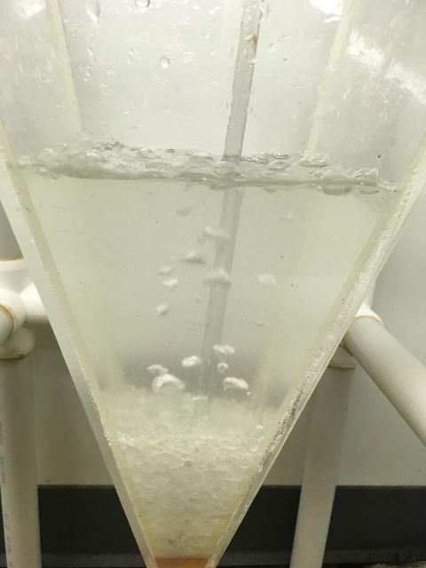 Figure 1. Rock salt being dissolved in freshwater within a hatching cone to create a brine solution of 300 ppt (g/L).