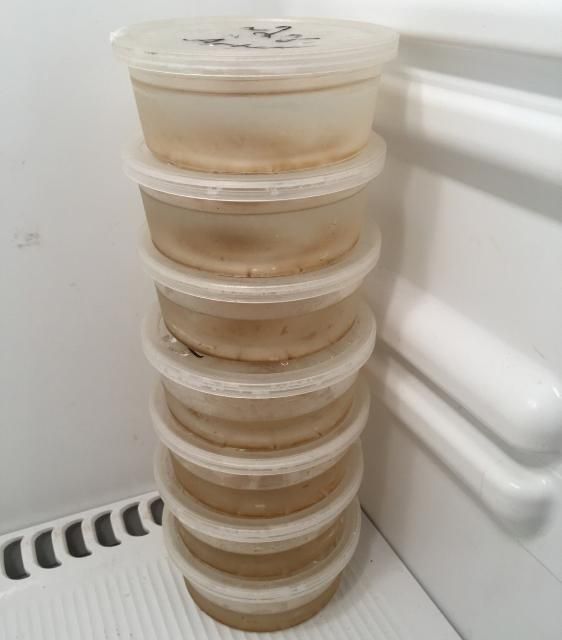 Figure 4. Artemia eggs of equal quantites stored in brine solution within a refrigerator.