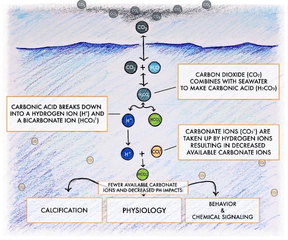 Figure 2. The chemistry and impacts of ocean acidification. Through a series of chemical reactions, excess carbon dioxide (CO2) essentially releases hydrogen ions (H+) from water (H2O) molecules. These extra hydrogen ions decrease pH and bind carbonate (CO3-2). While the resulting bicarbonate (HCO3-1) is a base, the consumed carbonate was a much stronger base.