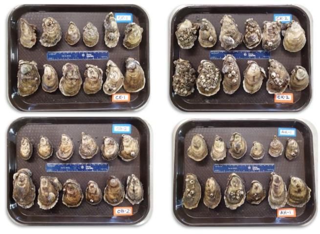 Figure 1. Diploid and triploid oysters harvested after eight months of growout in off-bottom gear at commercial farms along the west coast of Florida (CK=Cedar Key, OB=Oyster Bay, AH=Alligator Harbor). Oysters on the top of each tray are diploids (blue tags) while oysters on the bottom of each tray are triploids (orange tags).