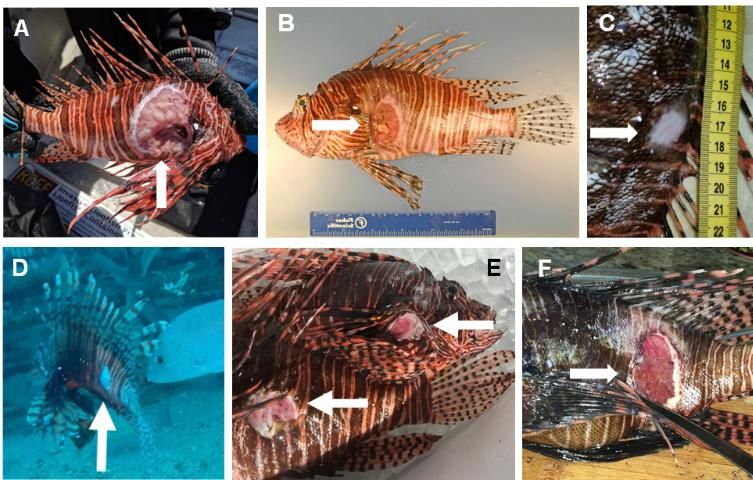 Figure 1. Images of invasive lionfish Pterois volitans/miles with the ulcerative skin disease. Skin ulcers varied in size, location, and number on each fish. White arrows indicate position of skin ulcer. A) Photo taken in the field of a lionfish sampled near Destin, FL, on October 29, 2017 (photo credit: H. Harris). B) Lionfish during diagnostic evaluations at the FWC Fish and Wildlife Health laboratory (photo credit: FWC). C) Lionfish sampled near Destin, FL, on March 15, 2018 with a skin ulcer that appears to be covered by scar tissue (photo credit: A. Fogg). D) Lionfish observed underwater with a remotely operated vehicle off Destin, FL, on October 16, 2017 (photo credit: J. Tarnecki). E) Two lionfish sampled during the lionfish tournament on Grand Cayman Island, September 23, 2017. (photo credit: J. Washington). F) Lionfish from Bonaire on March 4, 2018 (photo credit: J. Spruit).