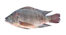 Figure 2. Nile tilapia (Oreochromis niloticus) cultured for human consumption.