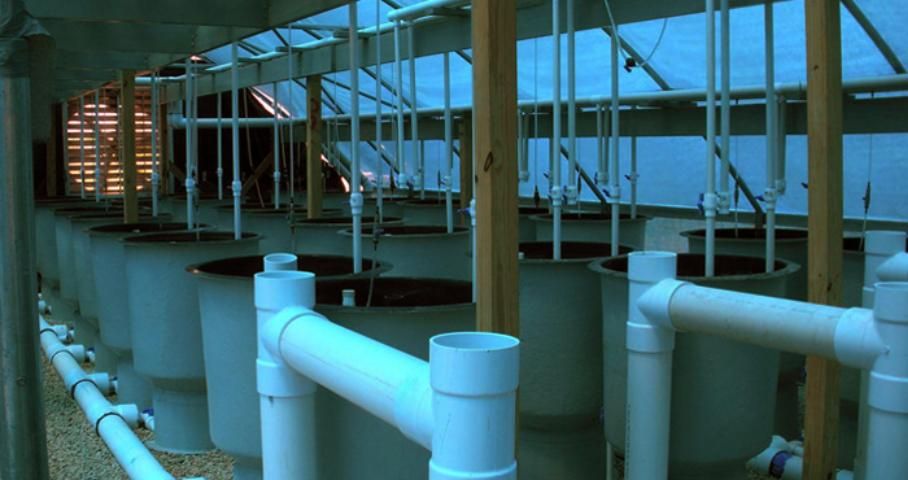 Figure 1. Recirculating aquaculture at the UF/IFAS Indian River Research and Education Center.