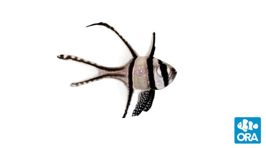 Figure 5. Banggai cardinalfish (Pterapogon kauderni).