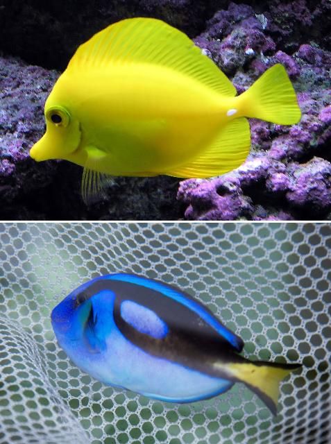 Figure 7. Yellow tang (Zebrasoma flavescens, top), and palette surgeonfish or blue tang (Paracanthurus hepatus, bottom).