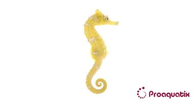 Figure 6. Lined seahorse (Hippocampus erectus).
