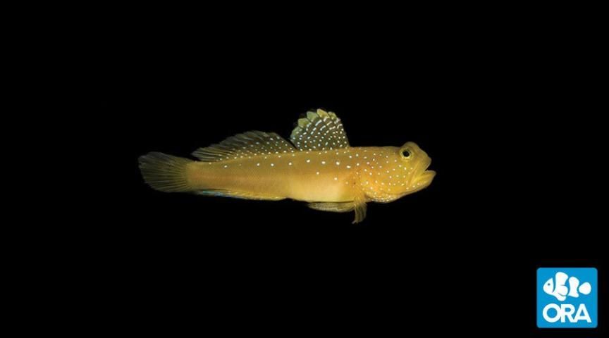 Figure 3. Yellow prawn-goby (Cryptocentrus cinctus).