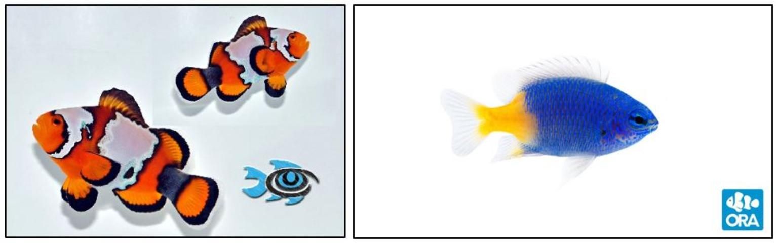 Figure 1. Orange clownfish (Amphiprion percula, left) and yellowtail blue damsel (Chrysiptera parasema, right).