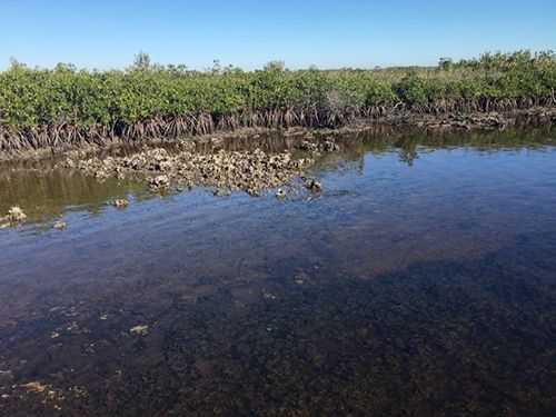 Figure 1. Oysters are a critical part of coastal ecosystems in Florida.