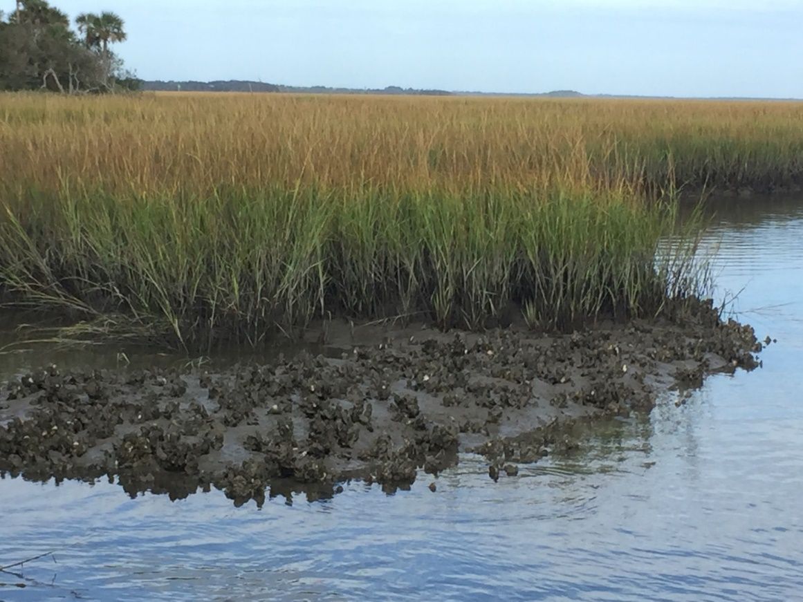 Florida coastal ecosystems, like this salt marsh in St. Johns County, provide myriad ecosystem services, such as provisioning, cultural, and supporting services. 